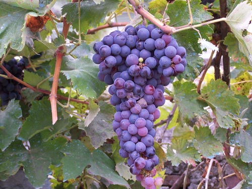 la vigna